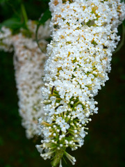 Białe kwiatostany budlei Dawida (Buddleja davidii) © JDziedzic