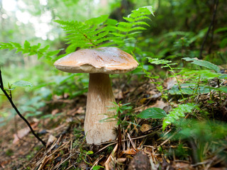 Koźlarz czerwony (Leccinum aurantiacum  Gray)  należy do pięknych grzybów jadalnych