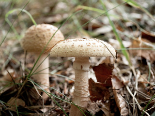  Muchomor jeżowaty (Amanita echinocephala)  przedstawiciel grzybów trujących z rodziny muchomorów