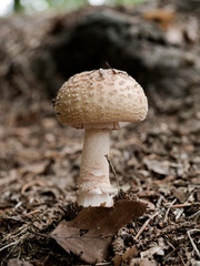  Muchomor jeżowaty (Amanita echinocephala)  przedstawiciel grzybów trujących z rodziny muchomorów © JDziedzic