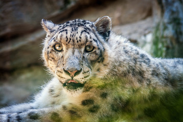 Leopard Animal Portrait. Predator Head.