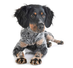 puppy brittany spaniel