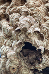 Hornets Nest with Hornet