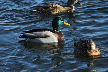 ducks in water