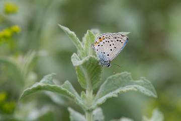 butterfly on flower