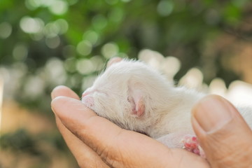 Naklejka premium a cute new born white kitten (age 30 minutes) in hand with nature blurred background.