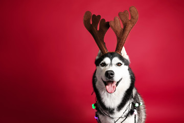 Adorable husky dog with deer horns and garland on color background © Pixel-Shot
