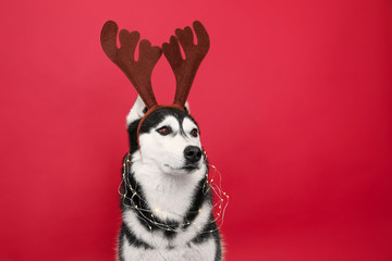 Adorable husky dog with deer horns and garland on color background