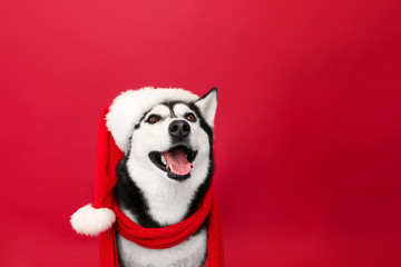 Adorable husky dog in Santa hat on color background