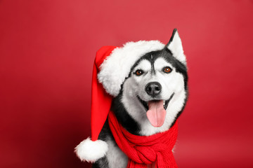 Adorable husky dog in Santa hat on color background