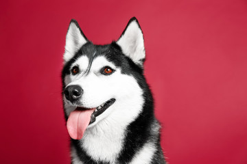 Adorable husky dog on color background