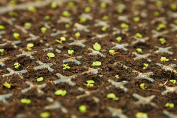 Soil with small green leaves, growing flowers: cyclamen or primrose. background. Copy space.