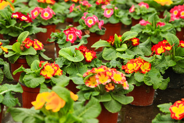 blooming primroses in pots in greenhouse.