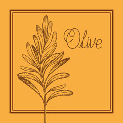 olive plant drawn italian food
