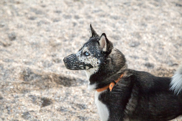 husky dog with different eyes in a muzzle on the sand beach