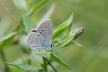 butterfly on grass