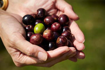 Olive fruit