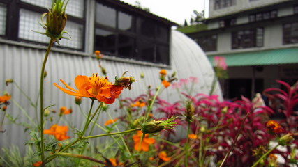 Blooming flowers