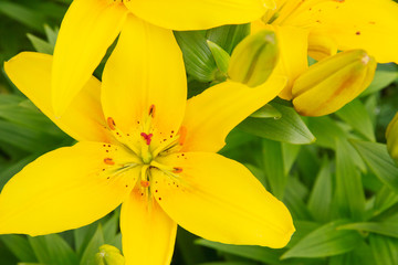 Yellow Lily close up