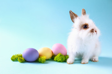 Cute fluffy rabbit with Easter eggs on color background