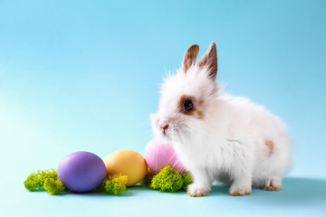 Cute fluffy rabbit with Easter eggs on color background