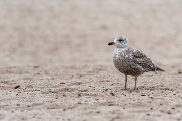 Samotna mewa srebrzysta