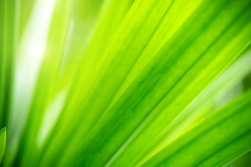 Closeup view of natural green leaf color under sunlight. Use in the background, or wallpaper.  Nature concept.
