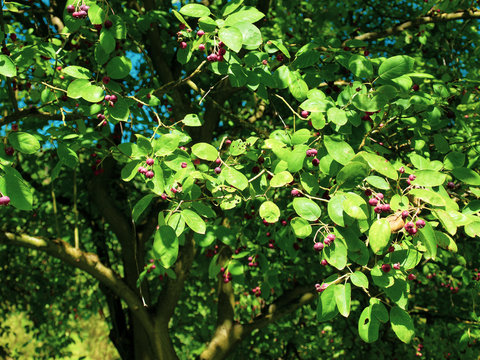 Amelanchier lamarckii - Am&eacute;lanchier de Lamarck, un arbuste ornemental aux feuilles glabres et finement dent&eacute;es garni de petites baies rouges et violac&eacute;es comestibles en &eacute;t&eacute;
