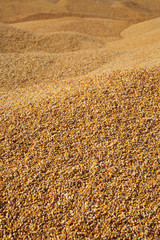Heap of corn crop after harvest