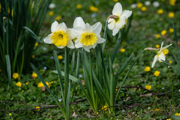 Jonquilles blanches