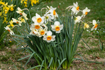 Jonquilles blanches