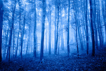 Artistic blue colored foggy forest