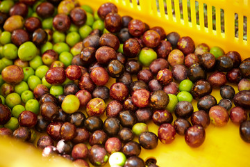 Olive fruit