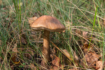 Close up view of brown cap boletus growing in forest.