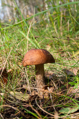 Forest mushroom brown cap boletus growing in a green moss..