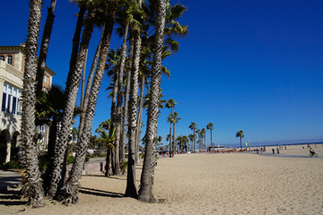 Santa Monica State Beach with palm trees