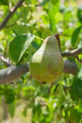 Shiny delicious pears hanging from a tree branch in the orchard..