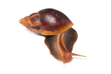Snail Achatina   isolated on white background