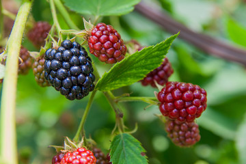 Close up view of a bunch of blackberry. Ripening of the blackberries on the blackberry bush in forest..