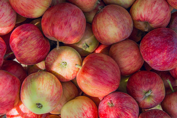 Close up of the red ripe apples as background.