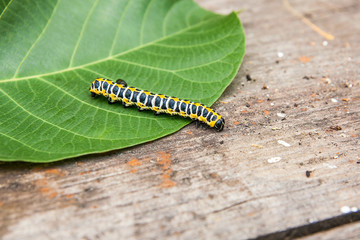 Beautiful black and yellow caterpillar creeps on big green leaf..