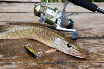 Freshwater pike and fishing equipment lies on wooden background..