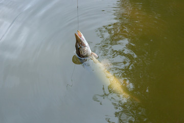 Just caught freshwater fish Northern pike (Esox lucius) in pound water. .