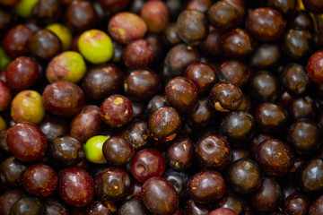 Olive fruit