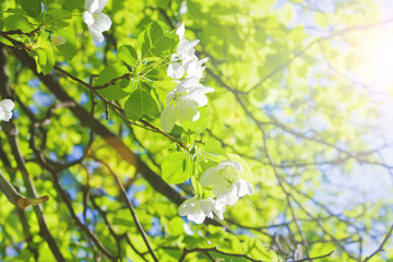 Apple tree background sunshine