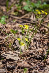 Gagea lutea, the Yellow Star-of-Bethlehem blooming in the spring forest. .