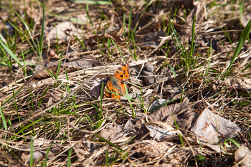 Monarch Butterfly on dry grass.