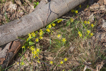 Gagea lutea, the Yellow Star-of-Bethlehem blooming in the spring forest. .