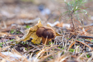 Wild edible bay bolete known as imleria badia or boletus badius mushroom growing in pine tree forest..