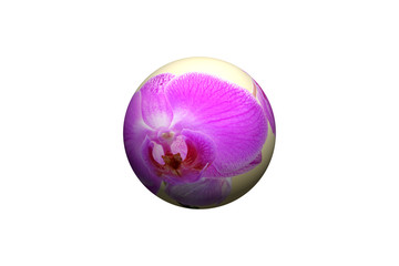 orchid  with ball  isolated on white background